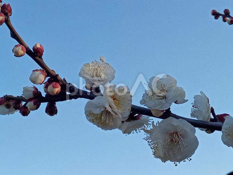 白梅 白梅,梅,花の写真素材