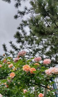 綺麗な薔薇 綺麗な薔薇の写真