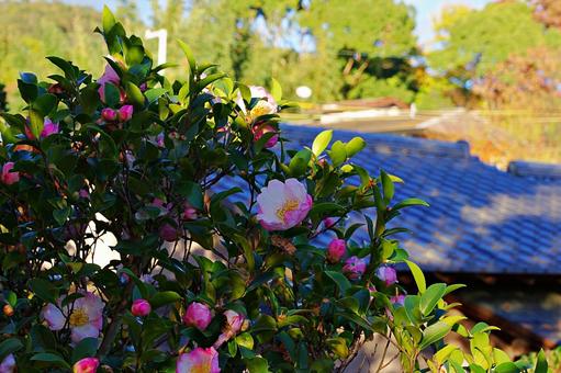 サザンカの咲きはじめ サザンカの咲きはじめ サザンカ,山茶花,花の写真素材