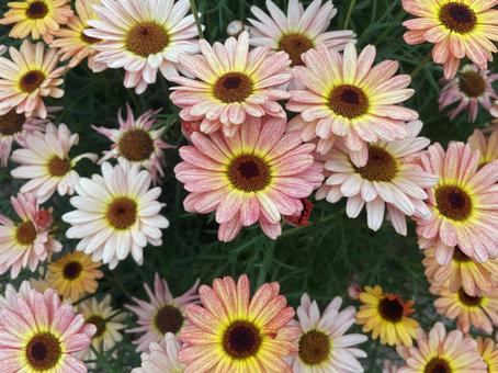 カラフルな花色が魅力のマックスマムの花1 カラフルな花色が魅力のマックスマムの花1 マックスマム,マーガレット,花の写真素材