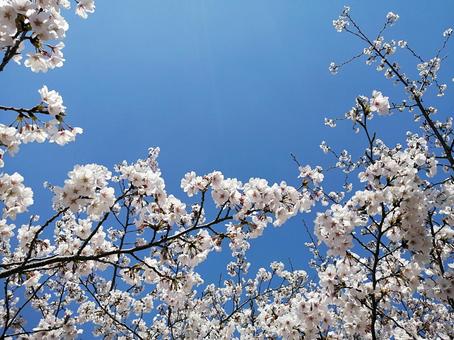 Photo, yoshino cherry tree, pink, april, 