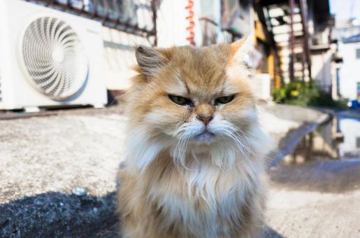 誇り高い猫 誇り高い猫 猫,ブリティッシュロングヘア,長毛猫の写真素材