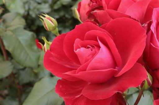 バラ園にて綺麗な薔薇を撮影しました バラ園にて綺麗な薔薇を撮影しましたの写真