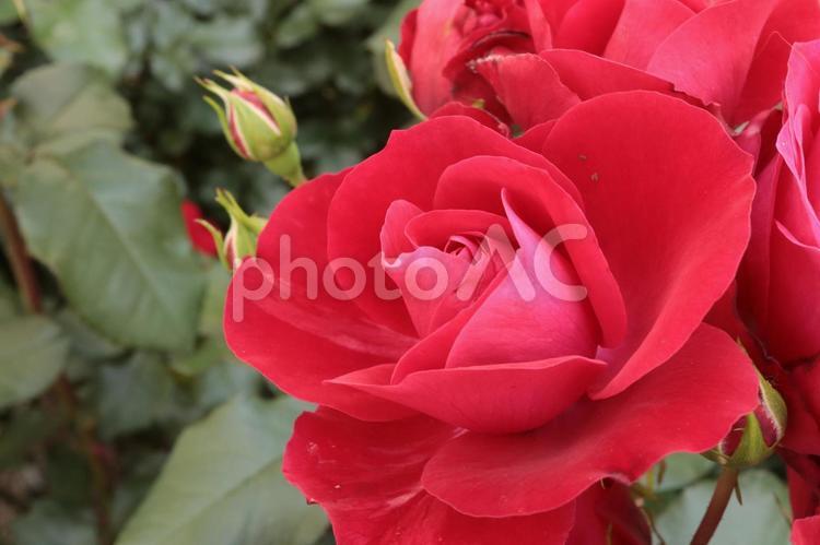 バラ園にて綺麗な薔薇を撮影しました 花,薔薇,自然の写真素材