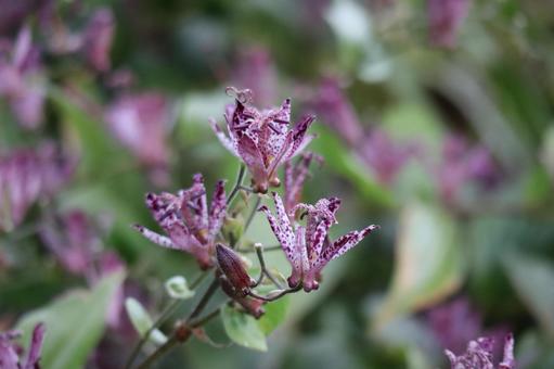 3輪のタイワンホトトギスの花のアップ 3輪,タイワンホトトギス,花の写真素材
