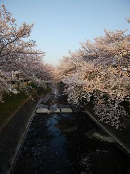 散り桜 散り桜の写真