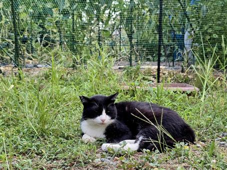 草むらの中の猫 草むらの中の猫 猫,ネコ,地域猫の写真素材