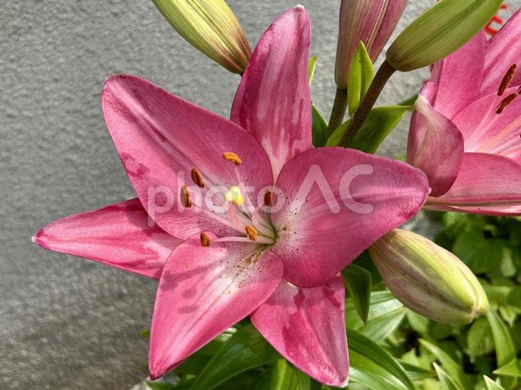 スカシユリ(透百合)のピンクの花 スカシユリ,透百合,百合の写真素材