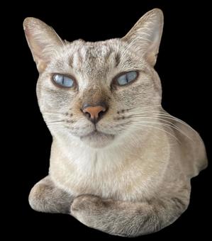 香箱座りする猫 香箱座りする猫 いとおしい,うちの子,かわいいの写真素材