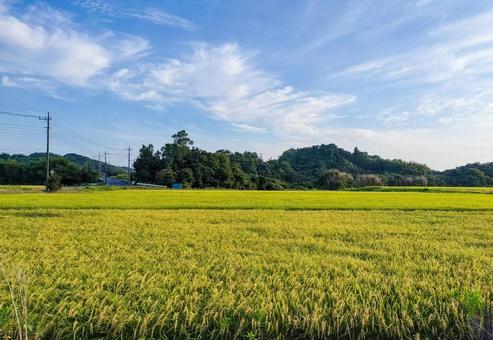 千葉県南部 8月の稲田の風景 千葉県南部 8月の稲田の風景の写真