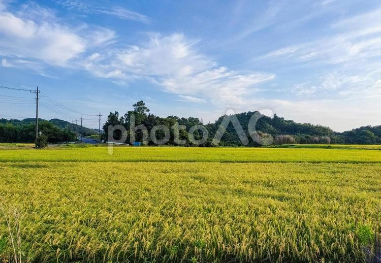 千葉県南部　8月の稲田の風景 稲田,田圃,八月の写真素材