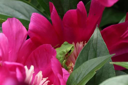 花 花,カエル,生き物の写真素材