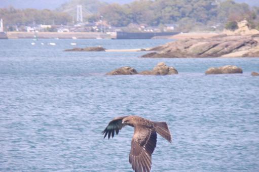 Amakusa Black Kite, JPG