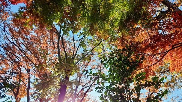 紅葉した秋の木々・2 秋,もみじ,赤の写真素材