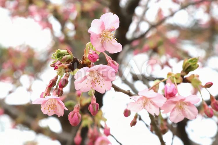 河津さくら開花 さくら,ピンク,サクラの写真素材