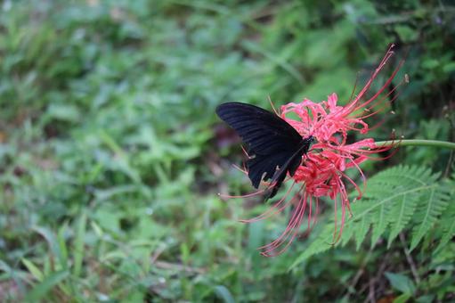 赤い曼殊沙華で吸蜜するクロアゲハ 赤い曼殊沙華で吸蜜するクロアゲハの写真
