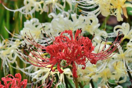 曼珠沙華 曼珠沙華 マンジュシャゲ,ヒガンバナ,石蒜の写真素材