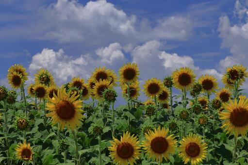太陽の花 ひまわり,花,キク科の植物の写真素材