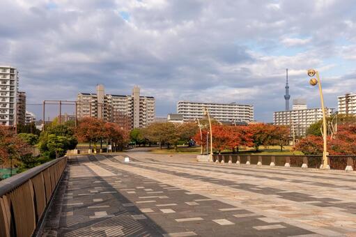 大島小松川公園　2025年 大島小松川公園,江戸川区,東大島の写真素材
