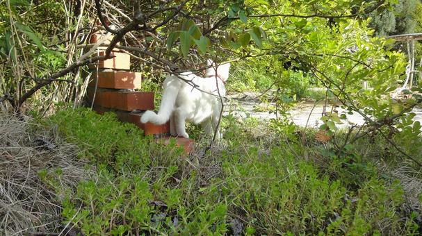猫のいる風景 庭先 猫のいる風景 庭先 白猫,ねこ,ネコの写真素材