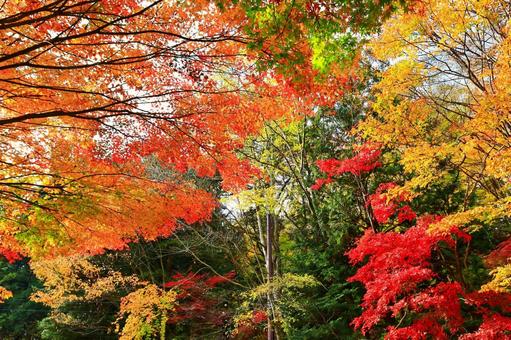 グラデーション グラデーション 紅葉,もみじ,11月の写真素材