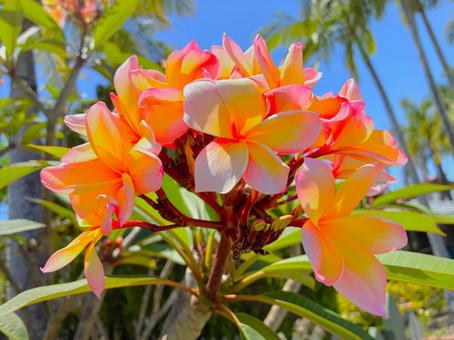 プルメリア 24 プルメリア,フランジパニ,花の写真素材