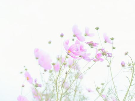 Cosmos flower field with white background high key tone, JPG