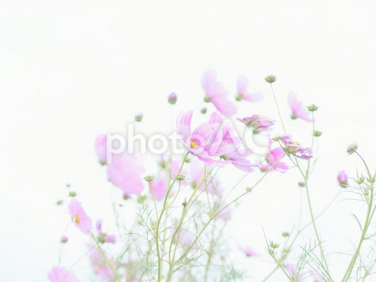 白背景ハイキー調のコスモスの花畑 コスモスの花,ローアングル,白背景の写真素材