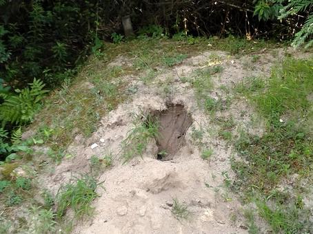 獣が掘ったと思われる穴 獣が掘ったと思われる穴の写真