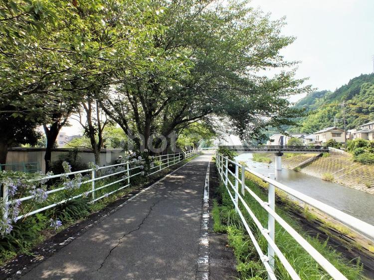 木漏れ日の散歩道　川のある風景 木漏れ日,木陰,日陰の写真素材