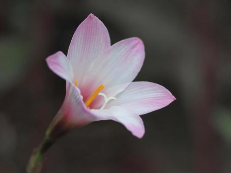 日陰に咲く花 日陰に咲く花の写真