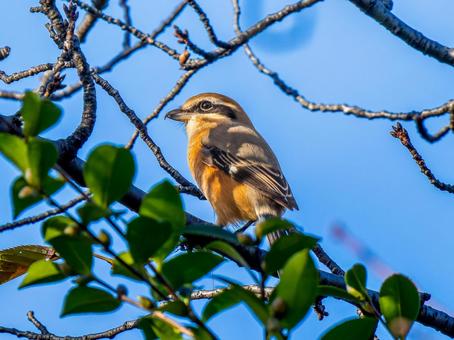 枝にとまるモズ モズ,百舌鳥,野鳥の写真素材