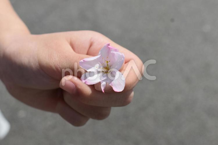 拾った桜の花被 花,花弁,花托の写真素材
