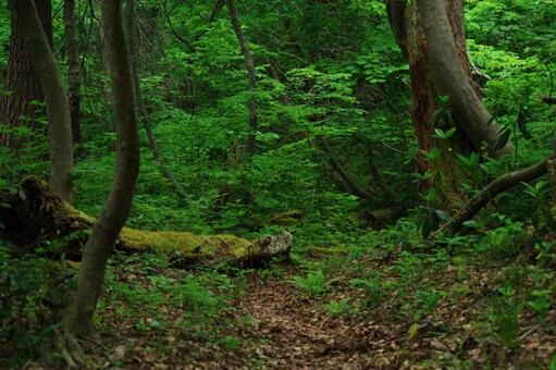 森林の風景 森林,森,森林浴の写真素材