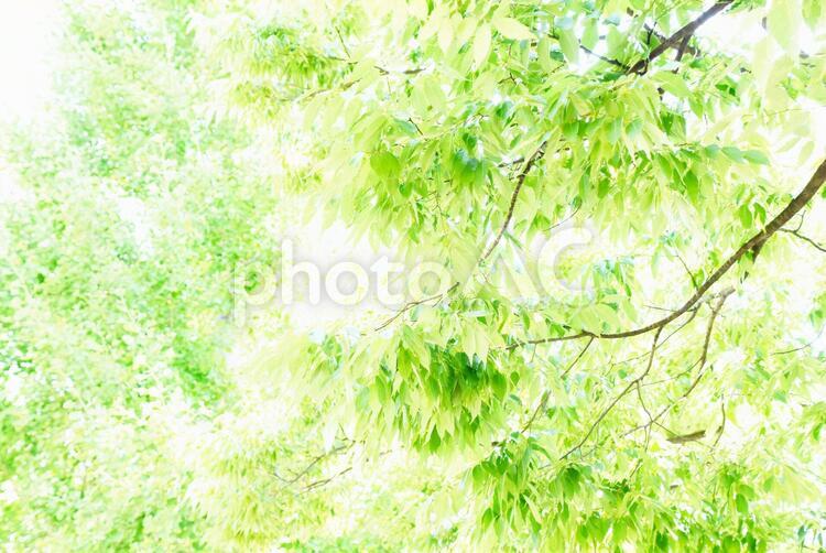 癒しの木 新緑,若葉,森林浴の写真素材