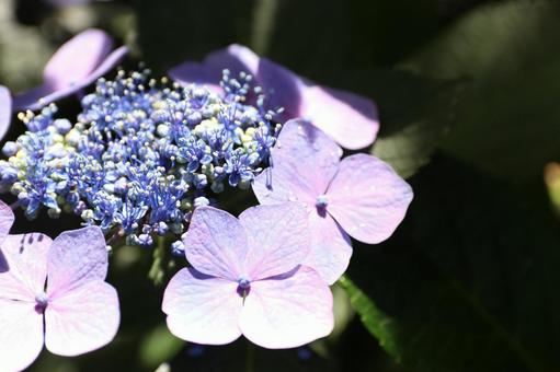 Photo, hydrangea, june, rainy season, 