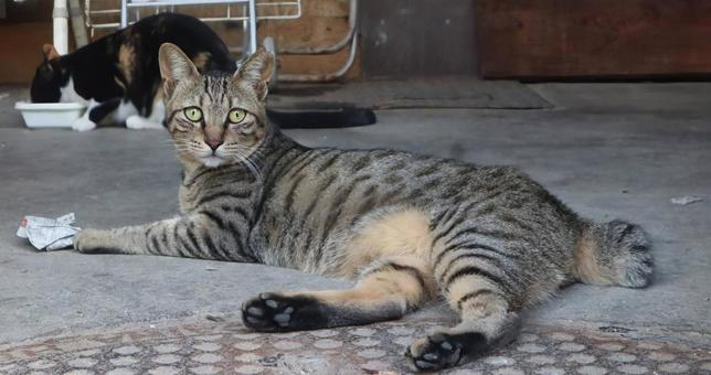 The Beginning Cat, JPG
