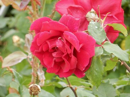 【薔薇の写真】バラの花 【薔薇の写真】バラの花 の写真