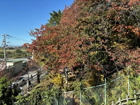 紅葉 紅葉,多摩川,土手の写真素材