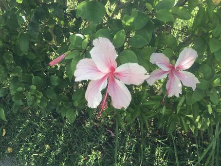 ハイビスカス ハイビスカス,花,お花の写真素材
