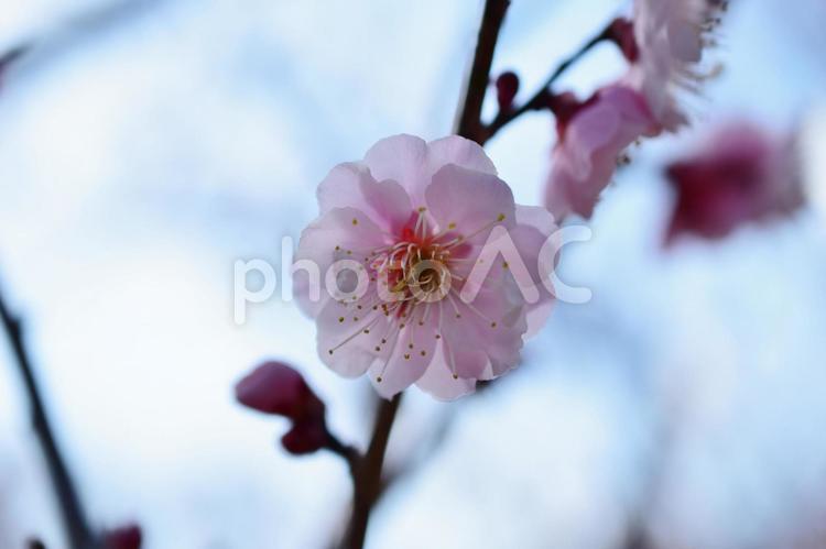 ＜春のイメージ＞梅の花 梅,花,梅の花の写真素材