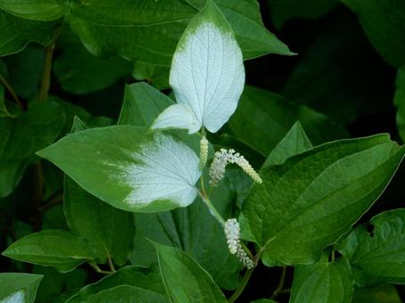 【花の写真】ハンゲショウ 【花の写真】ハンゲショウ ハンゲショウ,半夏生,植物の写真素材