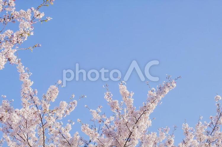 青空と桜（ソメイヨシノ） 桜,ソメイヨシノ,花見の写真素材