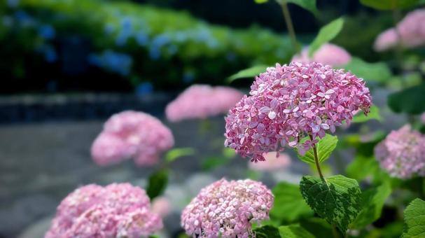 咲き誇る、可愛いピンクの花 咲き誇る、可愛いピンクの花 紫陽花,アジサイ,ピンクの花の写真素材