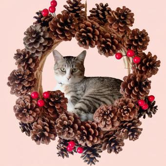 松ぼっくりリース 松ぼっくりリース リース,素材,猫の写真素材