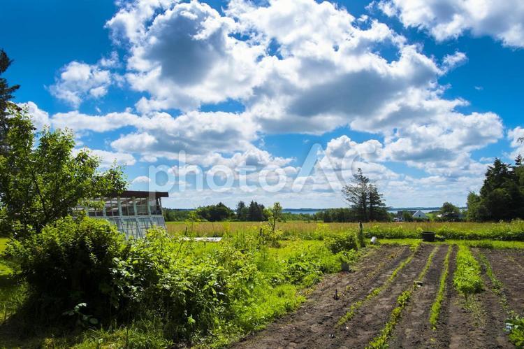 デンマークの田舎の景色 畑,青空,森の写真素材