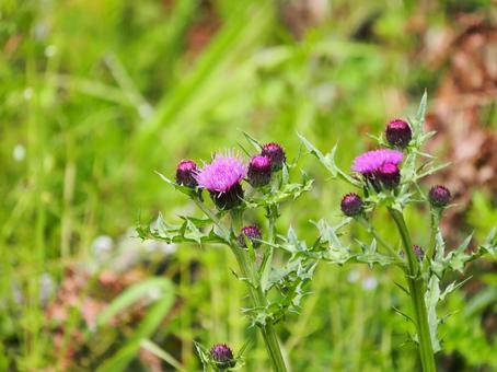 Beautiful thistle, JPG Beautiful thistle, JPG