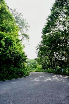 夏の木漏れ日が降り注ぐ森の道 夏の木漏れ日が降り注ぐ森の道の写真