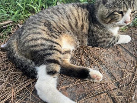 野良猫のお尻 猫,野良猫,ねこの写真素材