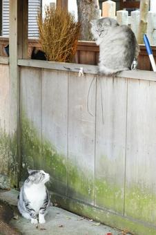 見つめ合う猫 猫,野良猫,サバ白の写真素材